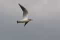 Mouette rieuse-01